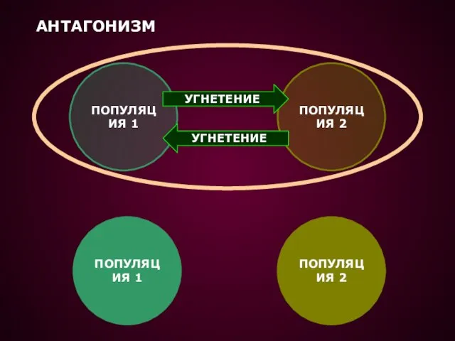 АНТАГОНИЗМ ПОПУЛЯЦИЯ 1 ПОПУЛЯЦИЯ 2 УГНЕТЕНИЕ УГНЕТЕНИЕ ПОПУЛЯЦИЯ 1 ПОПУЛЯЦИЯ 2