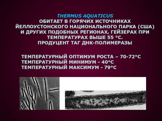 THERMUS AQUATICUS ОБИТАЕТ В ГОРЯЧИХ ИСТОЧНИКАХ ЙЕЛЛОУСТОНСКОГО НАЦИОНАЛЬНОГО ПАРКА (США) И