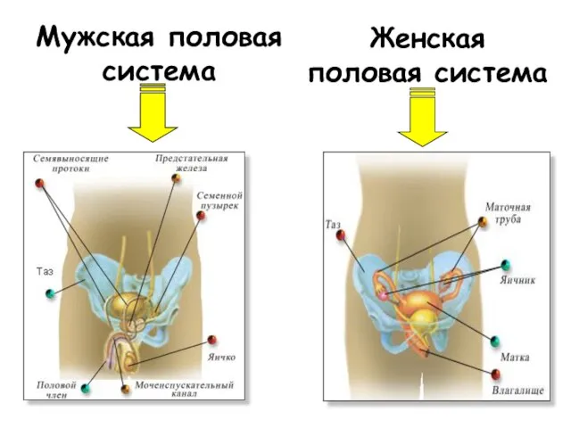 Мужская половая система Женская половая система