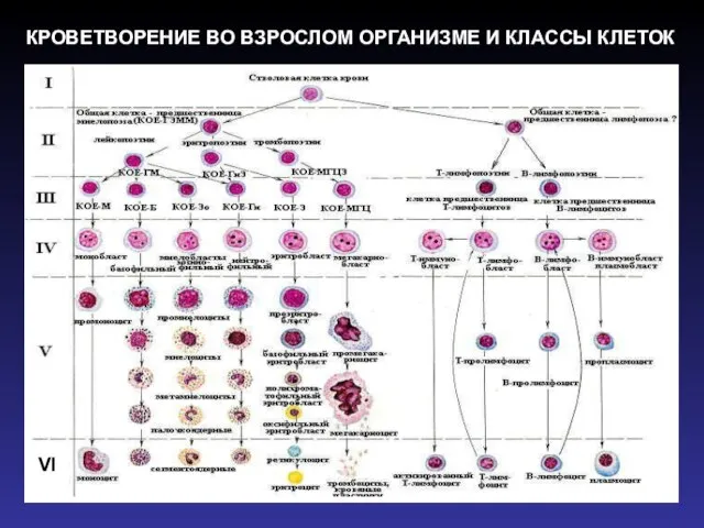 VI КРОВЕТВОРЕНИЕ ВО ВЗРОСЛОМ ОРГАНИЗМЕ И КЛАССЫ КЛЕТОК