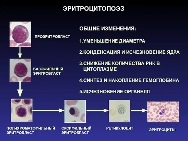 ЭРИТРОЦИТОПОЭЗ ПРОЭРИТРОБЛАСТ БАЗОФИЛЬНЫЙ ЭРИТРОБЛАСТ ПОЛИХРОМАТОФИЛЬНЫЙ ЭРИТРОБЛАСТ ОКСИФИЛЬНЫЙ ЭРИТРОБЛАСТ РЕТИКУЛОЦИТ ЭРИТРОЦИТЫ ОБЩИЕ