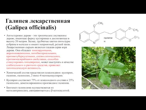 Галипея лекарственная (Galipea officinalis) Ангостуровое дерево - это тропическое лиственное дерево,