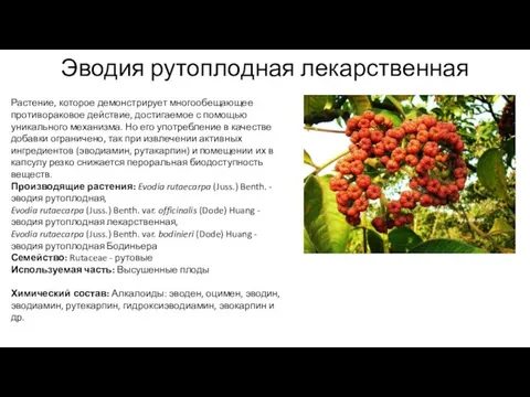 Эводия рутоплодная лекарственная Растение, которое демонстрирует многообещающее противораковое действие, достигаемое с