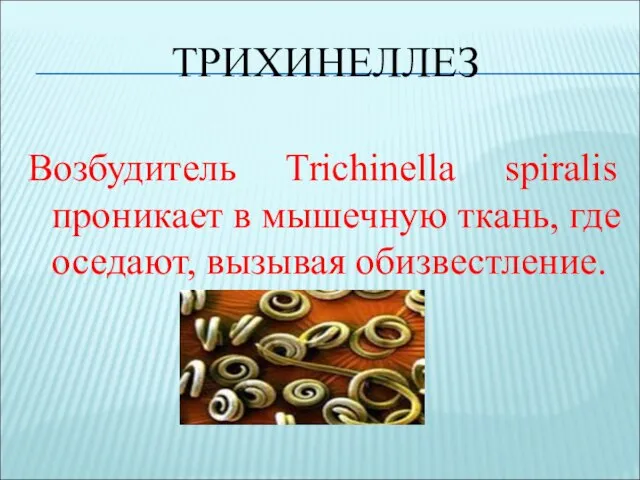 ТРИХИНЕЛЛЕЗ Возбудитель Trichinella spiralis проникает в мышечную ткань, где оседают, вызывая обизвестление.