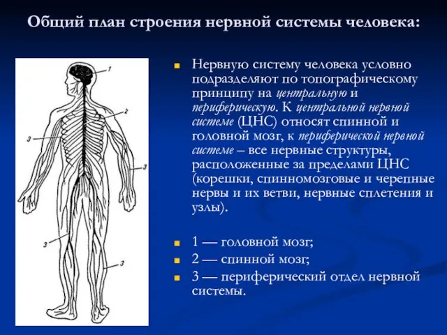 Общий план строения нервной системы человека: Нервную систему человека условно подразделяют