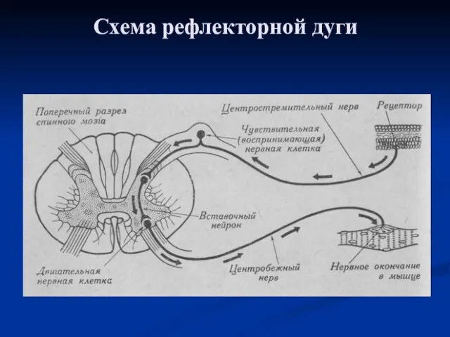 Схема рефлекторной дуги