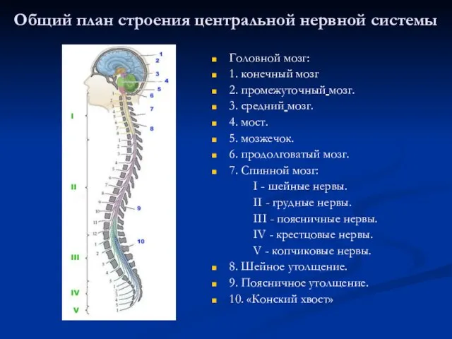 Общий план строения центральной нервной системы Головной мозг: 1. конечный мозг