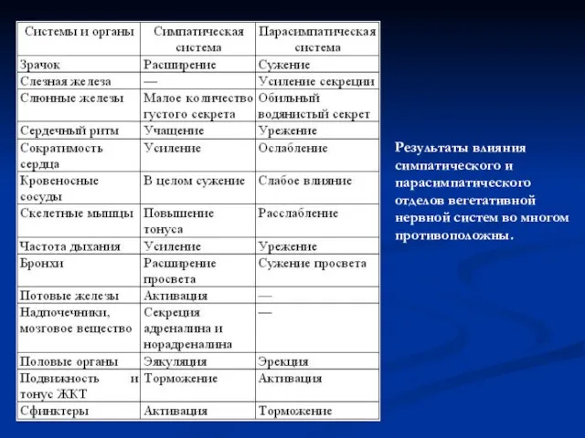 Результаты влияния симпатического и парасимпатического отделов вегетативной нервной систем во многом противоположны.