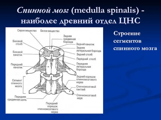 Спинной мозг (medulla spinalis) - наиболее древний отдел ЦНС Строение сегментов спинного мозга