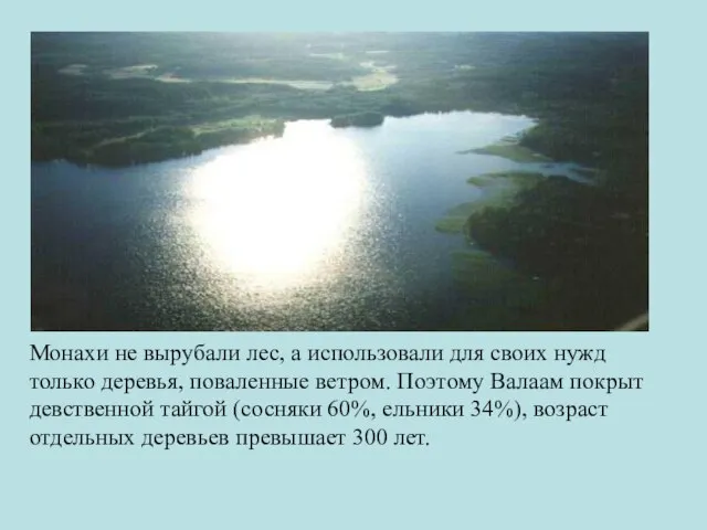 Монахи не вырубали лес, а использовали для своих нужд только деревья,