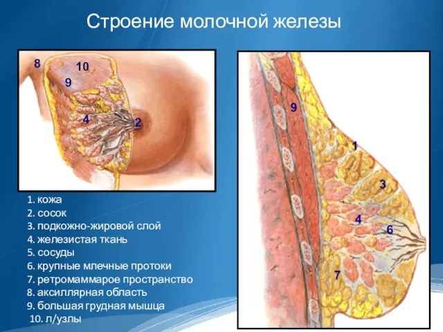 1. кожа 2. сосок 3. подкожно-жировой слой 4. железистая ткань 5.