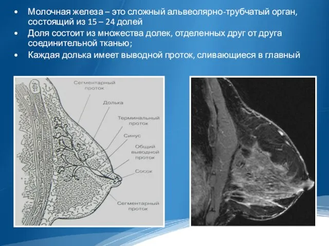 Молочная железа – это сложный альвеолярно-трубчатый орган, состоящий из 15 –