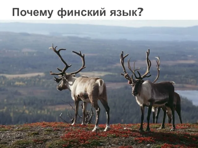 Почему финский язык?