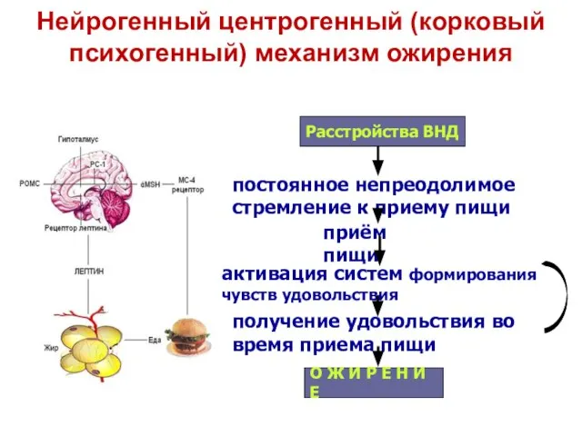 Нейрогенный центрогенный (корковый психогенный) механизм ожирения