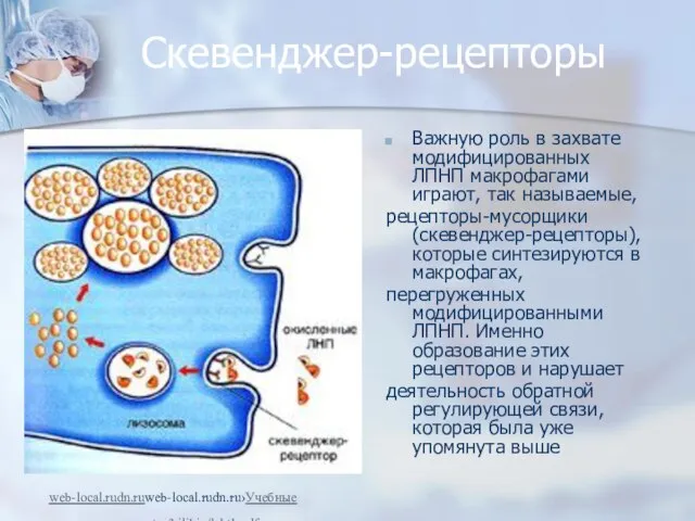 Скевенджер-рецепторы Важную роль в захвате модифицированных ЛПНП макрофагами играют, так называемые,