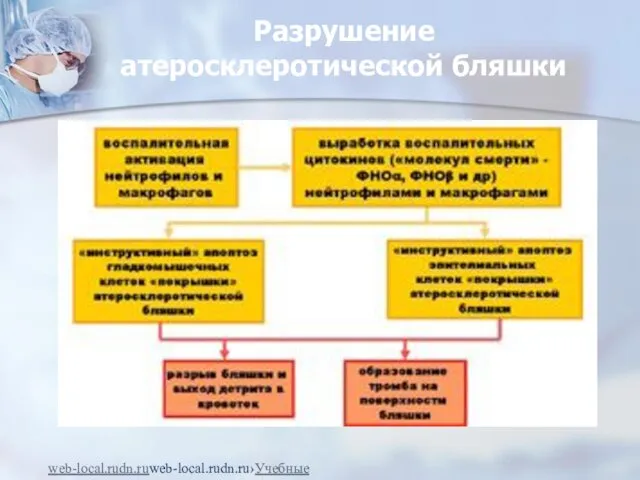 Разрушение атеросклеротической бляшки web-local.rudn.ruweb-local.rudn.ru›Учебные ресурсы›autor/bilibin/lekt1.pdf