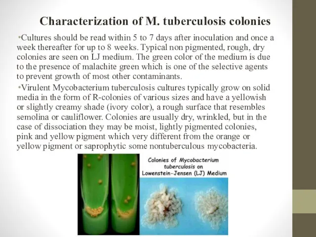 Characterization of M. tuberculosis colonies Cultures should be read within 5