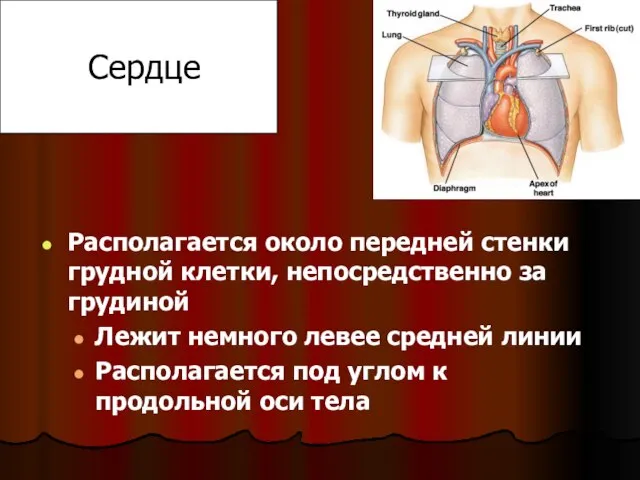 Сердце Располагается около передней стенки грудной клетки, непосредственно за грудиной Лежит