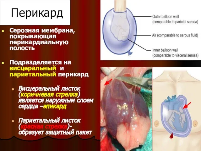 Перикард Серозная мембрана, покрывающая перикардиальную полость Подразделяется на висцеральный и париетальный