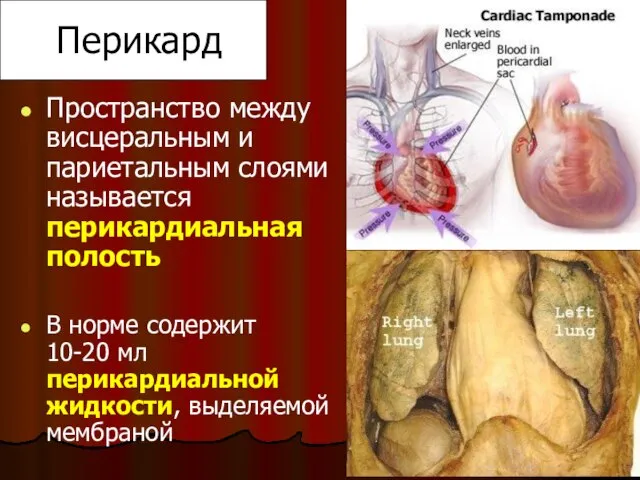 Перикард Пространство между висцеральным и париетальным слоями называется перикардиальная полость В