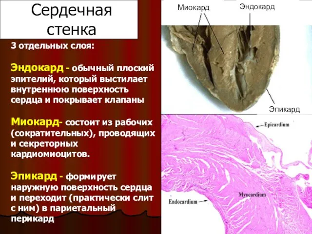 Сердечная стенка Миокард Эндокард Эпикард 3 отдельных слоя: Эндокард - обычный