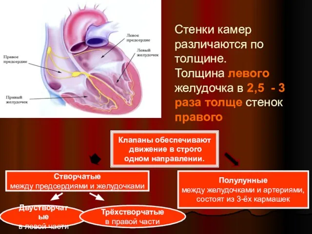 Стенки камер различаются по толщине. Толщина левого желудочка в 2,5 -