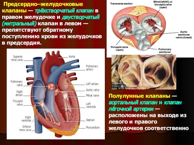 Предсердно–желудочковые клапаны — трёхстворчатый клапан в правом желудочке и двустворчатый (митральный)