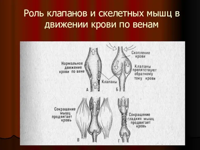 Роль клапанов и скелетных мышц в движении крови по венам