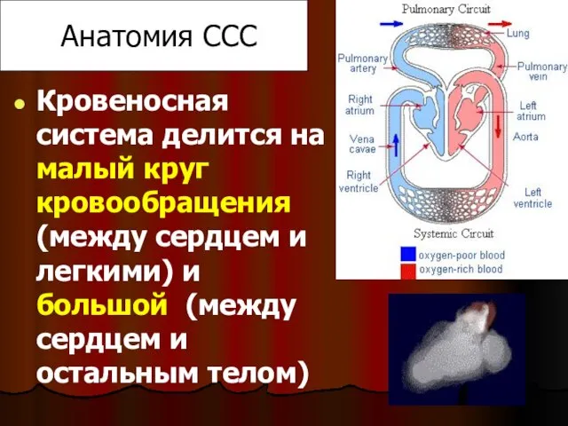 Анатомия ССС Кровеносная система делится на малый круг кровообращения (между сердцем