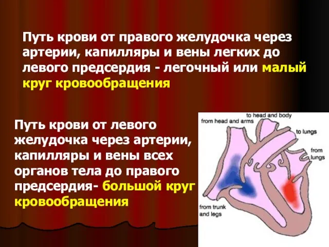 Путь крови от правого желудочка через артерии, капилляры и вены легких