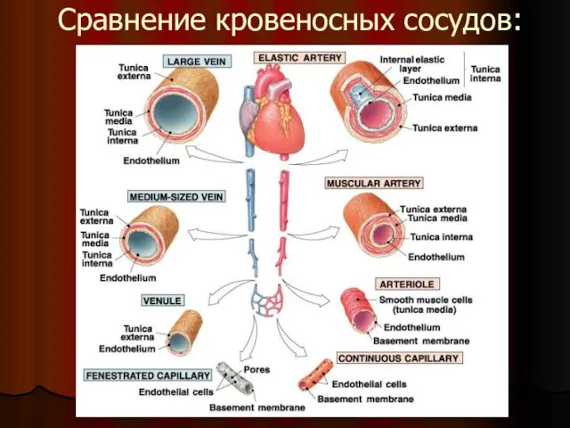 Сравнение кровеносных сосудов: