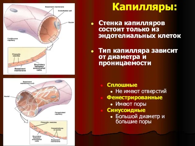 Капилляры: Стенка капилляров состоит только из эндотелиальных клеток Тип капилляра зависит