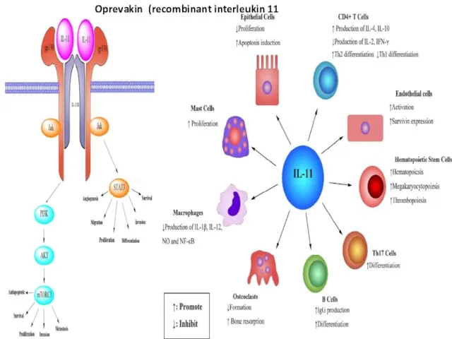 Oprevakin (recombinant interleukin 11