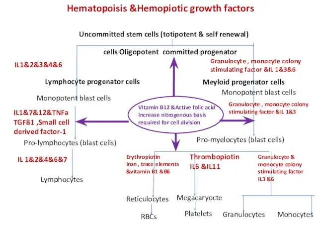 Uncommitted stem cells (totipotent & self renewal) Oligopotent committed progenator cells