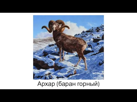 Архар (баран горный)