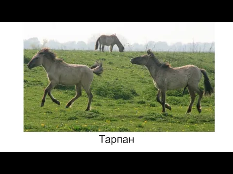 Тарпан