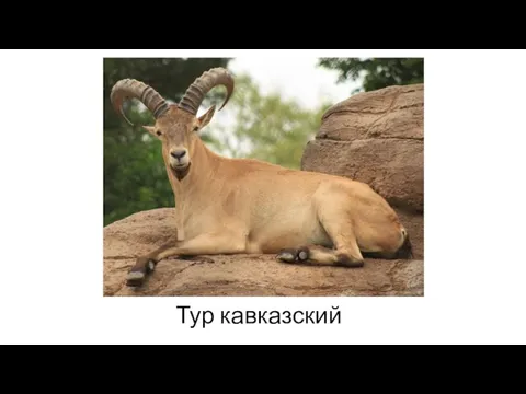 Тур кавказский