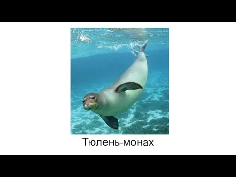 Тюлень-монах