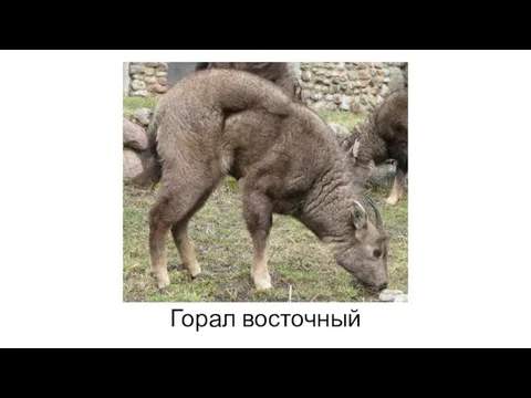 Горал восточный