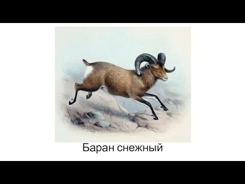 Баран снежный