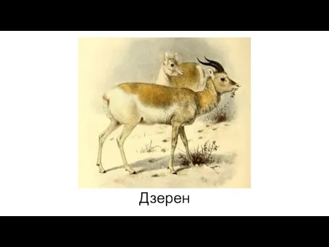 Дзерен