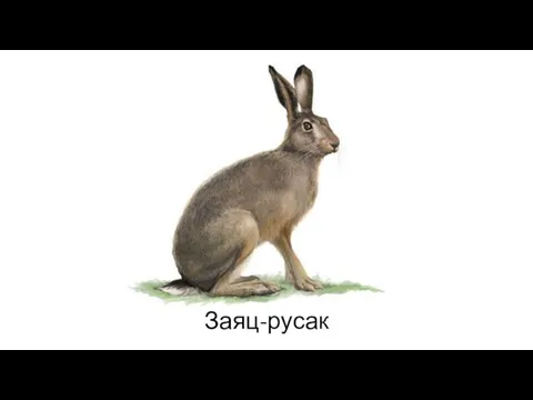 Заяц-русак