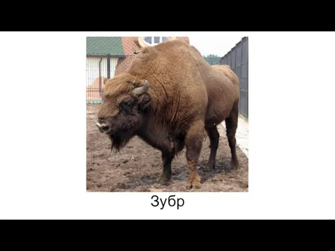 Зубр