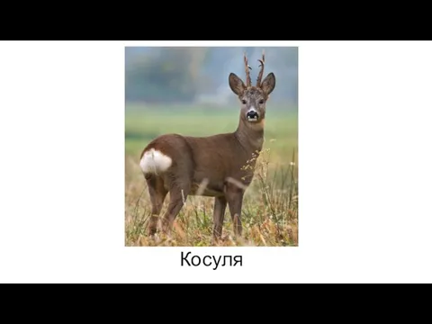 Косуля