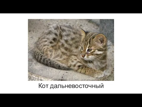 Кот дальневосточный