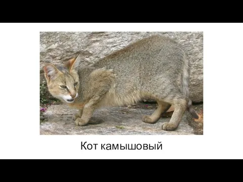 Кот камышовый