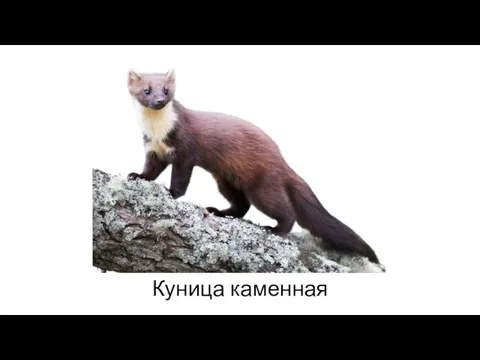 Куница каменная