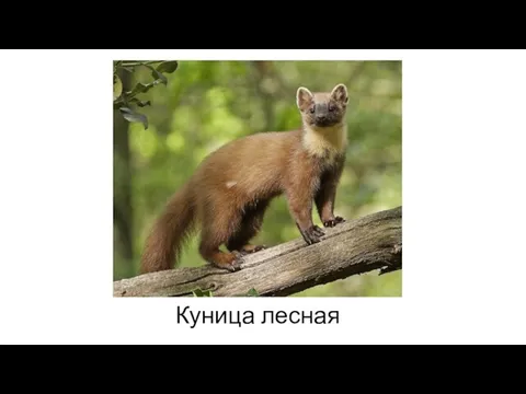 Куница лесная