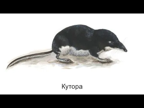 Кутора