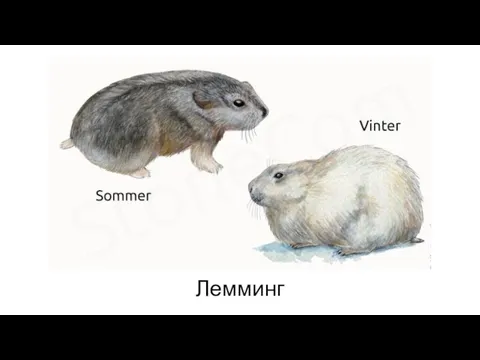 Лемминг